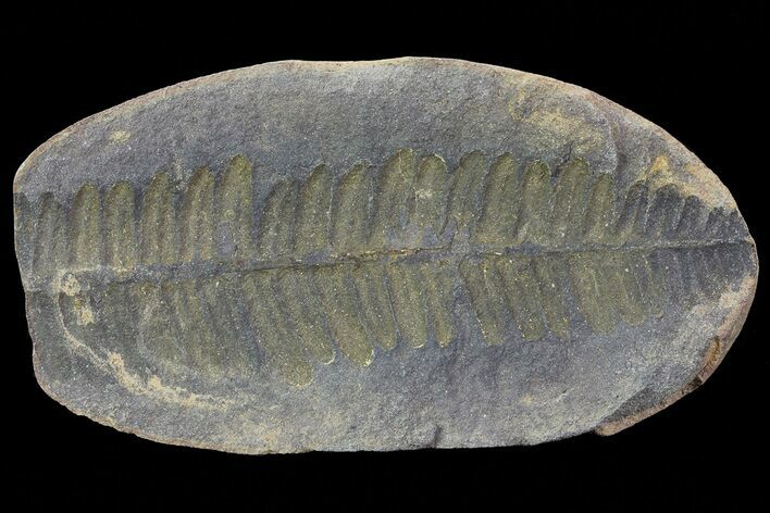 Pecopteris Fern Fossil - Mazon Creek #68920